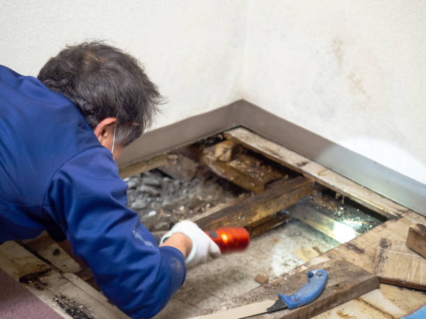 Best White Mold Remediation in Cicero, IL