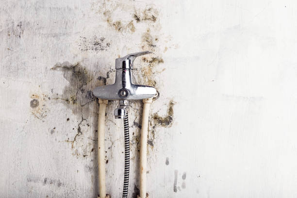 Best Post-Flood Mold Remediation in Cicero, IL