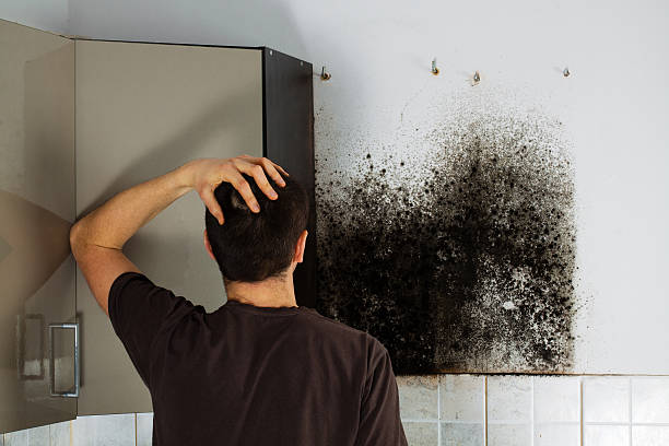 Best Residential Mold Remediation in Cicero, IL