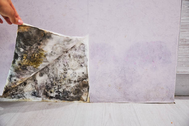 Best Residential Mold Remediation in Cicero, IL